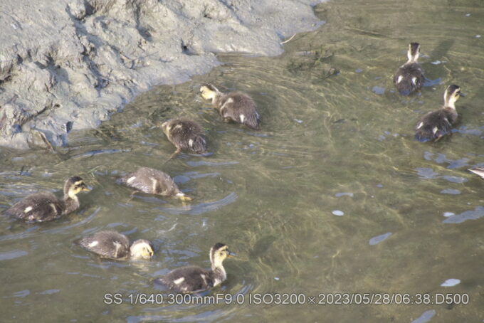 カルガモ雛9羽