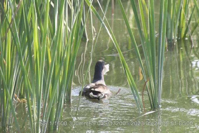 ガマ（草）の中へ