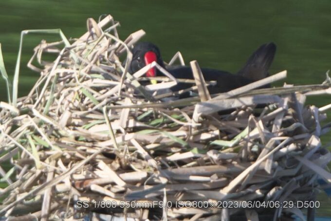 オスが抱卵中。