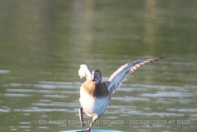 ホシハジロ・メス