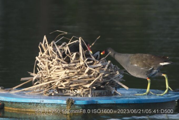 バン・巣ごもり交替