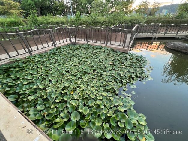 ミシシッピアカミミガメ