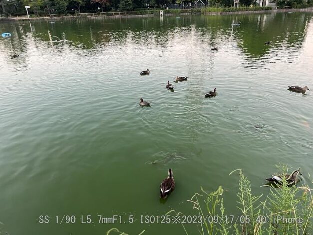 ホシハジロ・雌