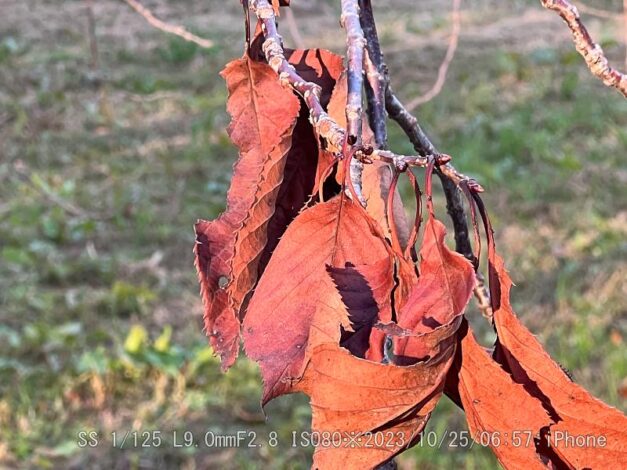 ウコンザクラ・鬱金桜・黄桜