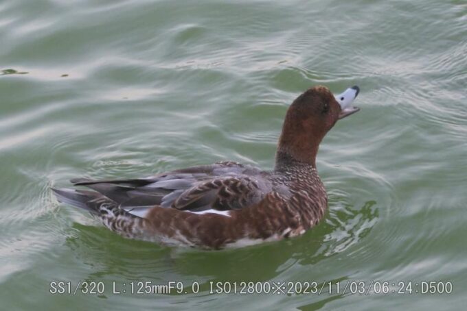 ヒドリガモ・幼鳥