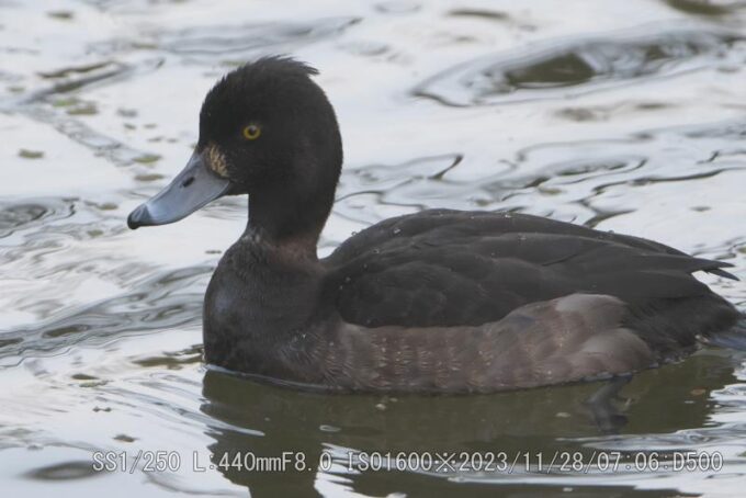 キンクロハジロ・雌・幼鳥
