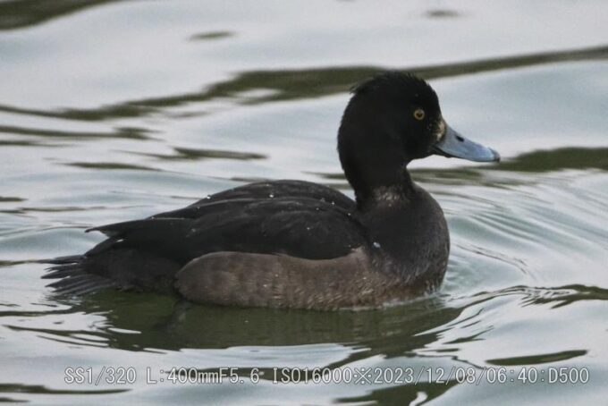 キンクロハジロ