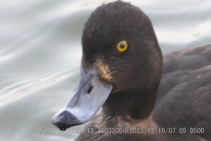 キンクロハジロ・雌・幼鳥に確定