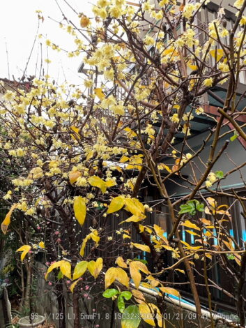 ロウバイ・臘梅