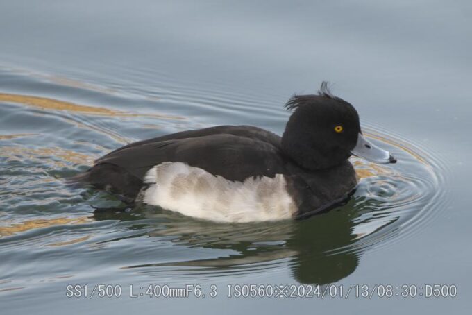 大阪城お堀冬の渡り鳥
