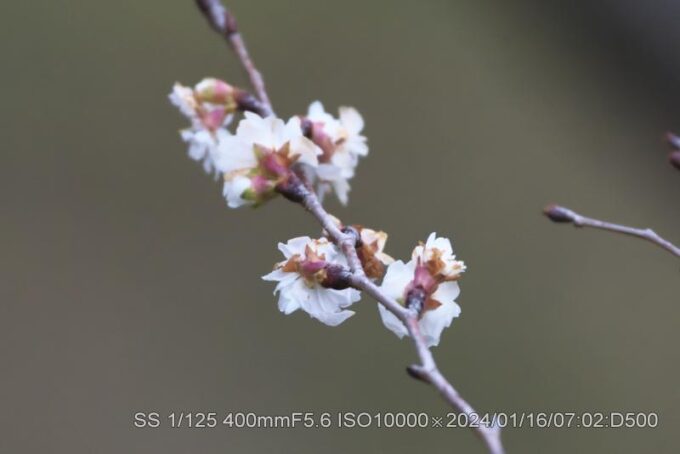 ジュウガツザクラ