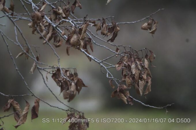 ウコンザクラ・鬱金桜・黄桜