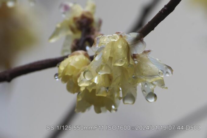 臘梅・ロウバイ