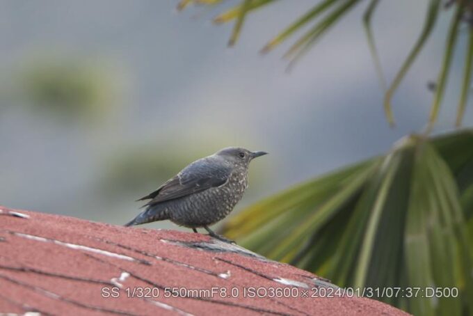 イソヒヨドリ・雌