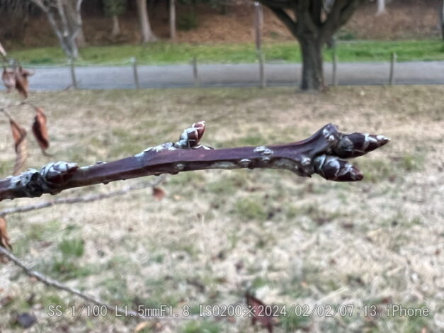 ウコンザクラ・鬱金桜・黄桜