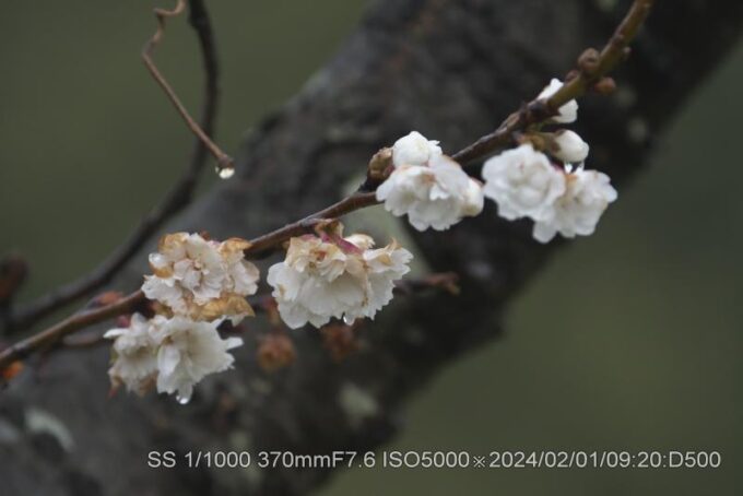 ジュウガツザクラ