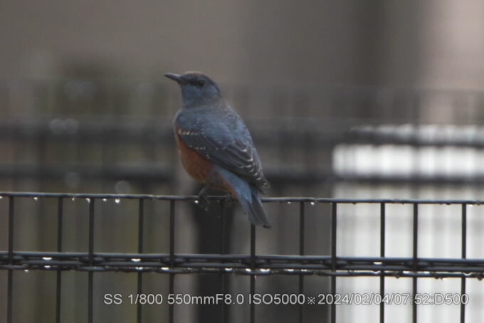 イソヒヨドリ・オス