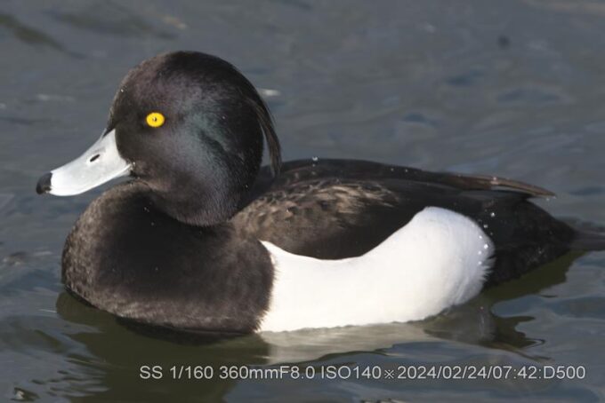 キンクロハジロ