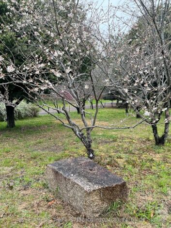 ジュウガツザクラ満開