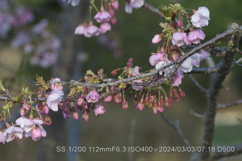 ヒカンザクラ・カンヒザクラ
