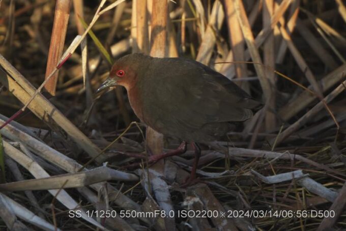 緋水鶏・ヒクイナ