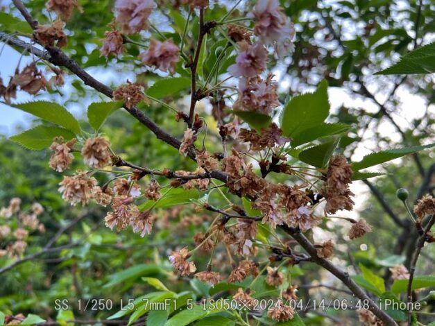 ジュウガツザクラ