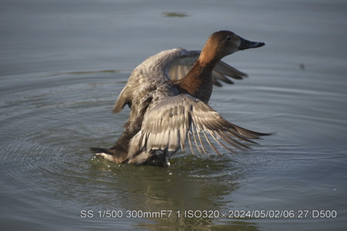 ホシハジロ・メス