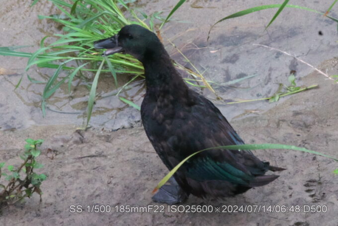 カユーガダック