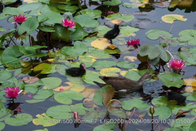 バン・雛・巣離れ