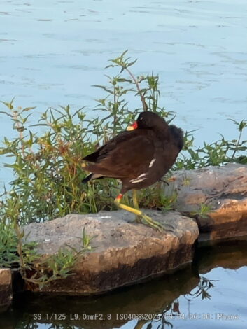 バン雄親足負傷