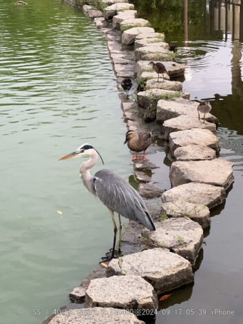 バン雛３羽無事みたい