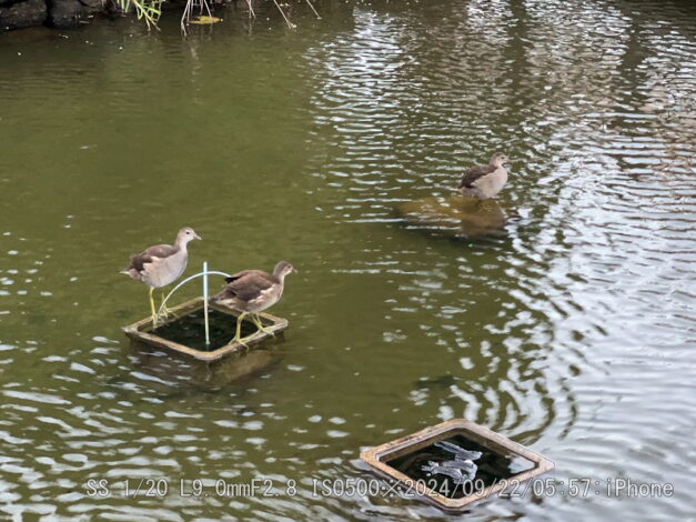 雛３羽無事揃って