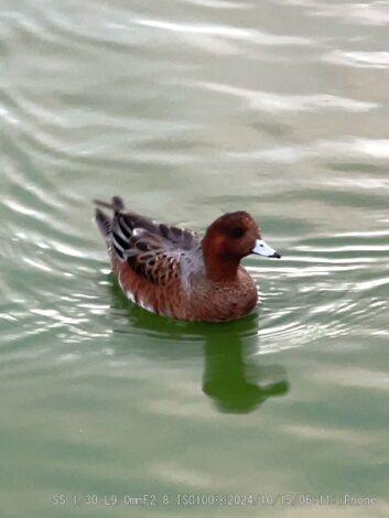 ヒドリガモ・雌