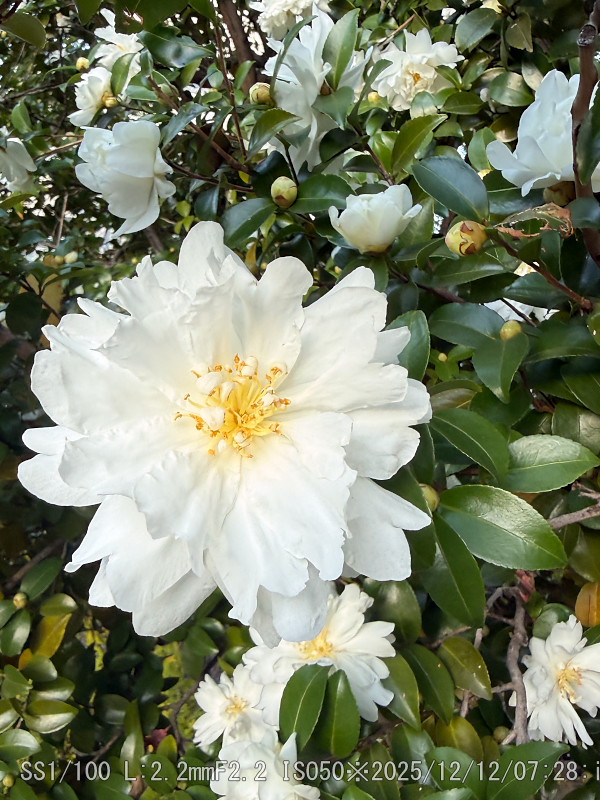 シロノチリツバキ